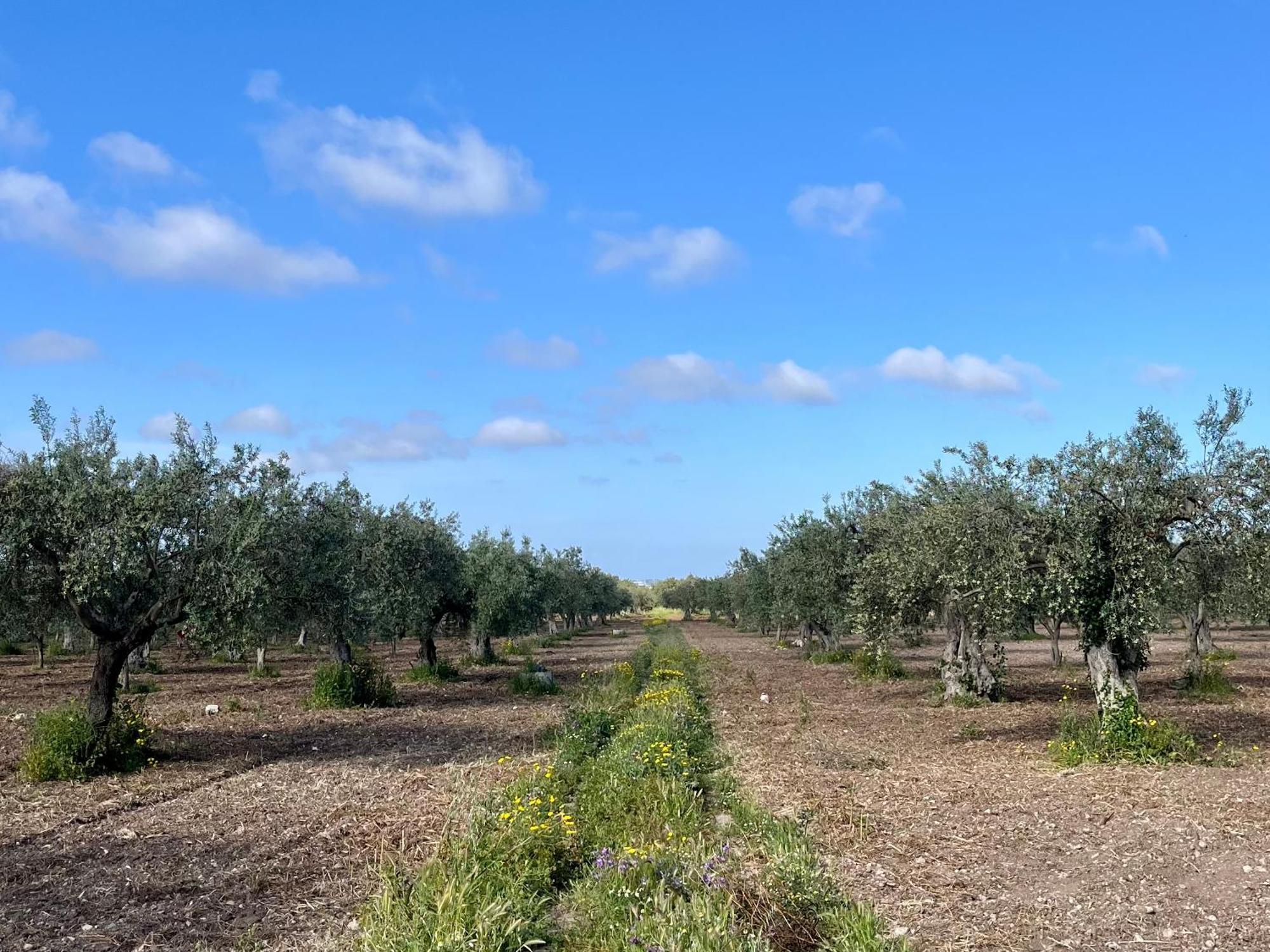 Bed and Breakfast Dimora Di Dante Chiaramonte Gulfi Exterior foto